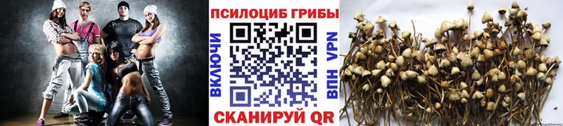Галлюциногенные грибы Psilocybe  Сольцы 
